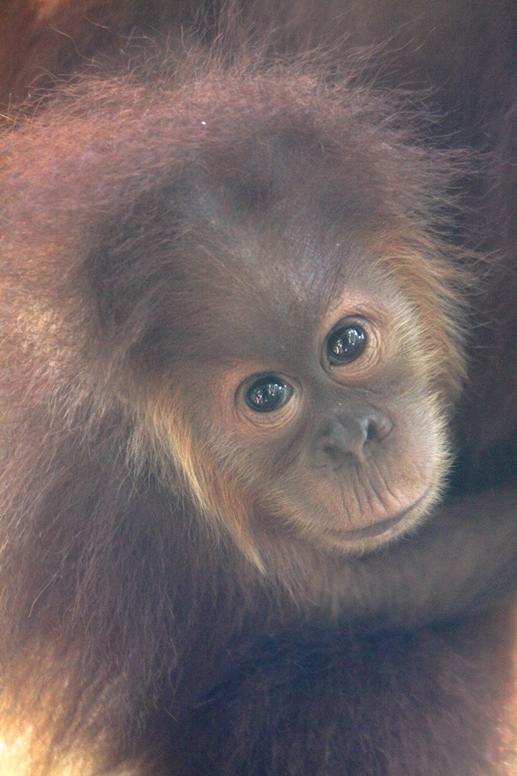 orangutan